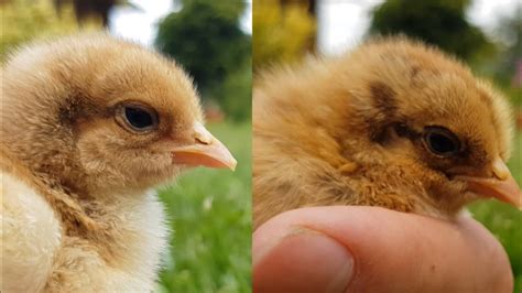 How To Identify Male And Female Chicks Tell Rooster From Hen Gender Differences In