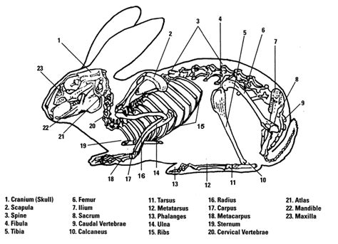 Labeled Parts Of The Rabbit