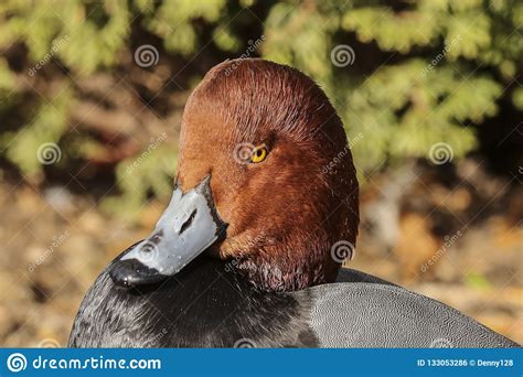 American Redhead Diving Duck Stock Photo Image Of Ecology
