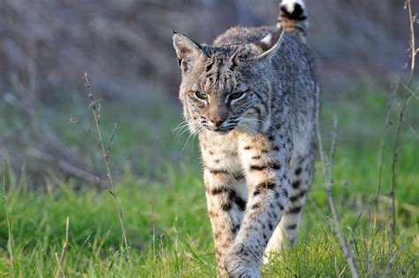 Demand For Illinois Bobcat Hunting Permit Exceeds Supply Wkms