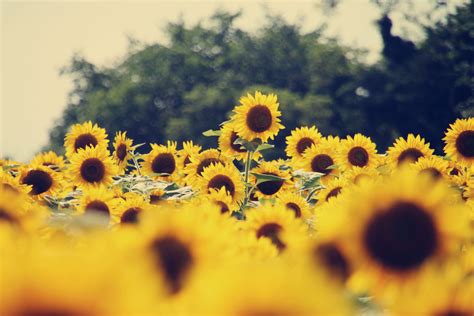 Sunflower Desktop Wallpapers Top Hình Ảnh Đẹp