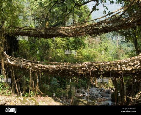 Double Decker Bridge From Live Roots In Meghalaya India Stock Photo