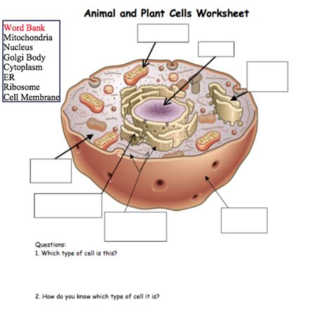 Science Cell System Diagram Of Animal Cell Diagram Quizlet
