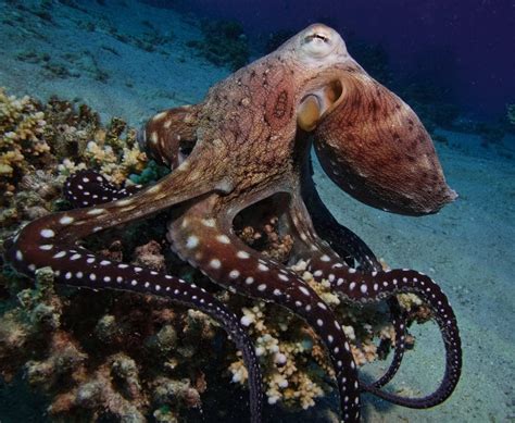 Octopuses Characteristics Habitats Reproduction And More