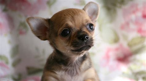 Wallpaper Cute Chihuahua Dog Face Doggy 3840x2160 Uhd 4k