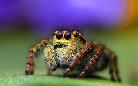 Download Insect Jumping Spider Wallpaper