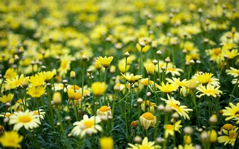 If you have your own one just send. Yellow Flower Wallpapers - Wallpaper Cave