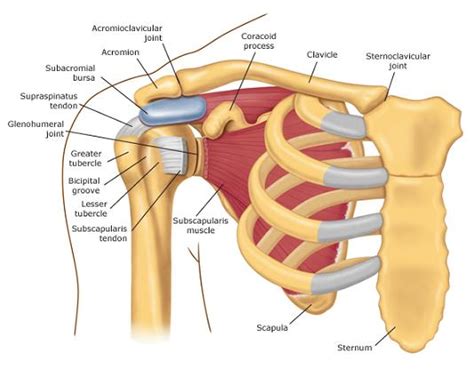 Your shoulder is made up of three bones: Causes of Shoulder Pain and Popping - Physical Therapy in ...
