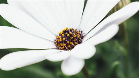 Wallpaper Id 11876 Flower White Closeup Bloom Macro 4k Free