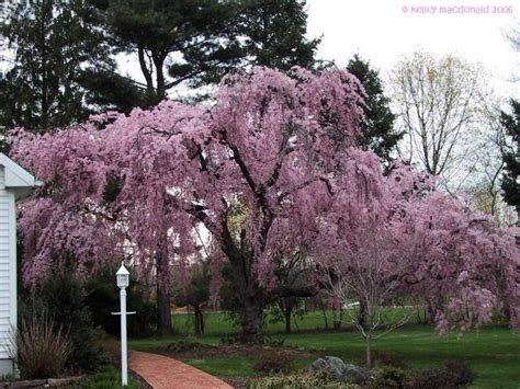 Plantfiles Pictures Weeping Cherry Tree Weeping Higan Cherry Pendula