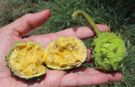 Toowoomba Plants Ripe Bumble Fruit