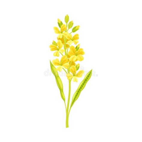 Mustard Flowering Plant Specie With Yellow Flowers Vector Illustration