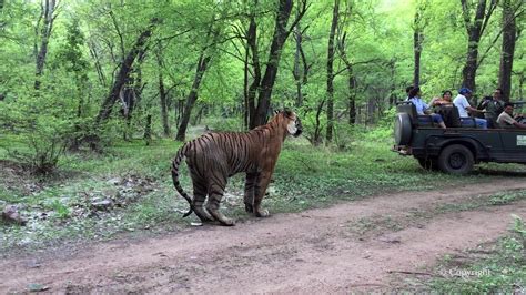 Ranthambore Tiger Sighting T34 Kumbha In Zone 6 Youtube