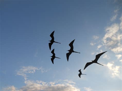 Free Images Sea Wing Sky Seabird Flock Gull Flight Soar Life