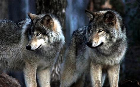 Gray Wolf Spotted In California First Time Since 1924