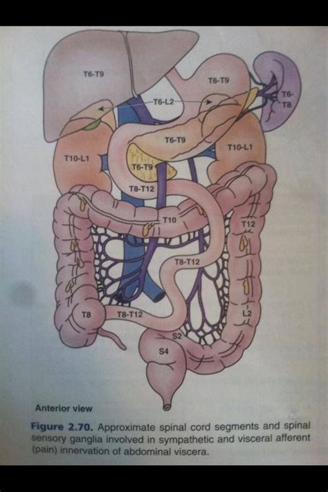 Abdominal Viscera Innervation Анатомия Анатомия человека Биология