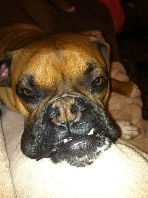 I Love That Face Even The Snaggle Tooth Boxer My Love Buddy