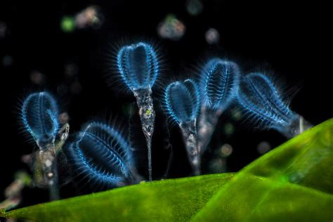 Arjunpuri In Qatar Winners Of Nikon Small World 2017