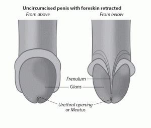 Circumcised Uncircumcised Telegraph