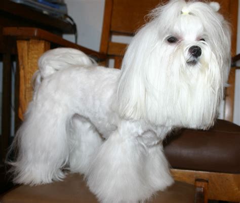 Help Me Choose A Style Of Head Maltese Dogs Forum Spoiled Maltese