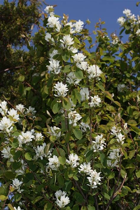 Serviceberry Saskatoon Amelanchier Alnifolia Pacific Northwest