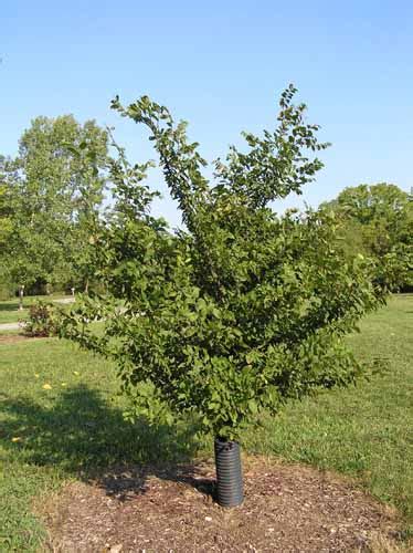 Winged Elm Purdue Fort Wayne