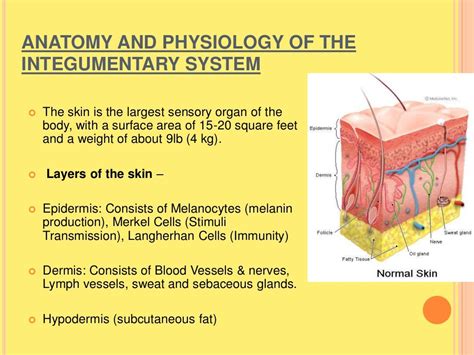 The Integumentary System Diseases