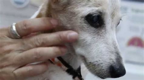 A 17 Year Old Jack Russell Has A Carnaissal Tooth Abscess 28 Youtube