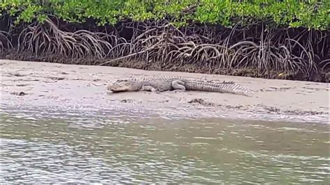 Crocodile Seen At Limestonecave In Andaman Youtube