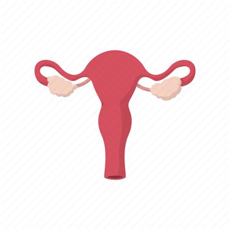 Cartoon Cervix Female Medical Ovary Uterus Vagina Icon