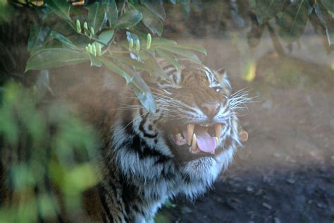 Dsc3979 Sumatran Tiger Fabi Chester Zoo 2 4 15 Ewan Flickr