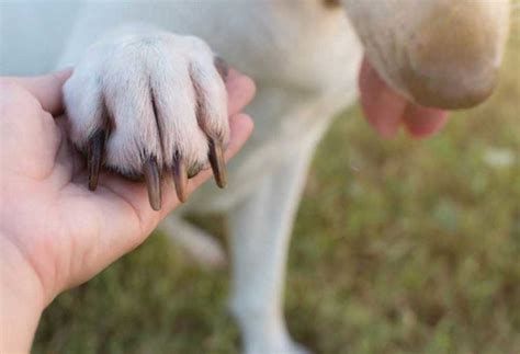 What Does Dog Nail Discoloration Mean
