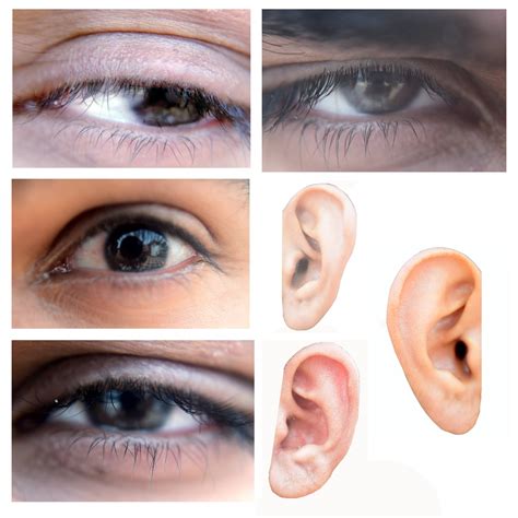 Eyes And Ears Free Stock Photo Public Domain Pictures
