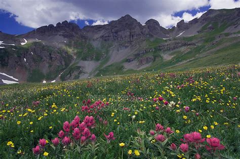 Wildflowers In Alpine Meadow Rolf Nussbaumer Photography