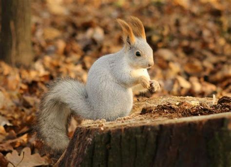 Praying Squirrel Animal World Pinterest