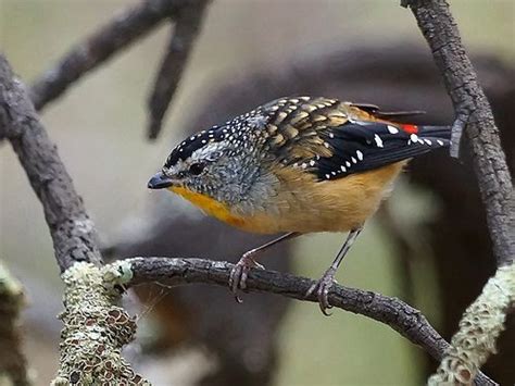 Spotted Pardalote Pardalotus Punctatus National Parks Spotted