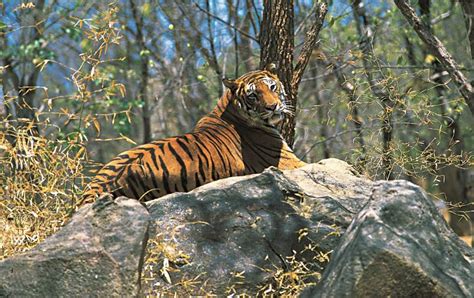 Tiger Land Safari Tour Holiday Packages To Khajuraho