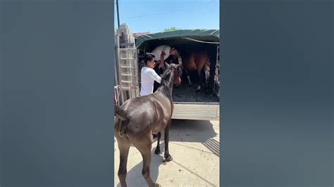 2 Debao Pony Set Off From Chengde Youtube