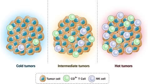Frontiers Immunological Classification Of Tumor Types And Advances In