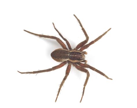 Brown Spider With Stripes On Back Wolf Spider
