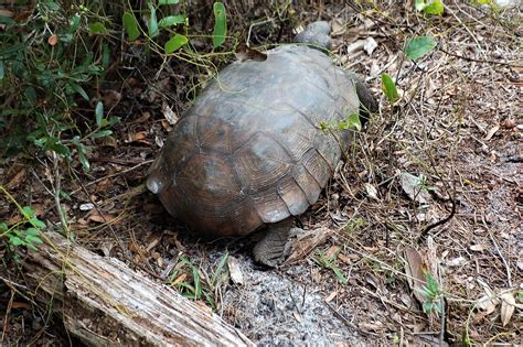 Gopher Tortoise Florida Palm Beach County Delaware Scru Flickr