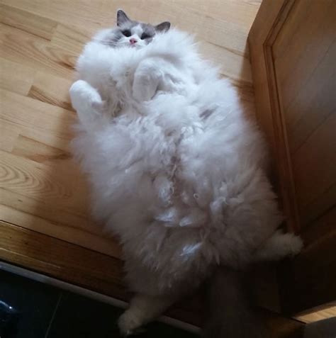 18 Of The Fluffiest Cats On The Planet We Love Cats And Kittens