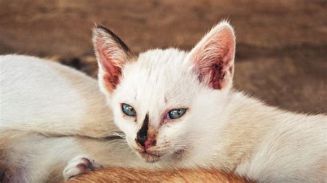 Free Images Male Kitten Nose Whiskers Skin Vertebrate Kittens