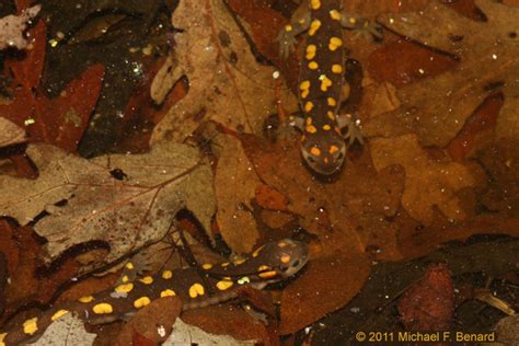 Spotted Salamanders During Mating Season