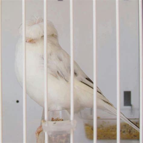 A White Bird Sitting On Top Of A Cage
