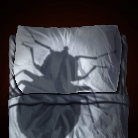 7 Common Bed Bug Myths Budget Brothers Termite And Pest Control