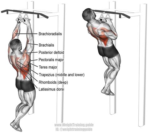 Close Neutral Grip Pull Up Exercise And Video Weight Training Guide