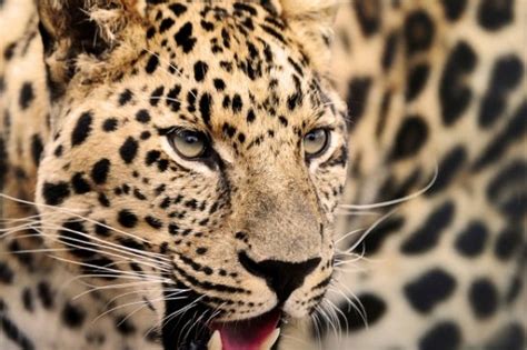 10 Amazing Jaguar Facts Facts About Jaguars Discover Wildlife