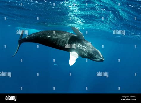 Humpback Whale Megaptera Novaeangliae Playful Close To The Sea