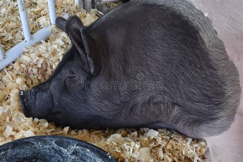 Pig Resting In A Pen At The County Fair Stock Photo Image Of County